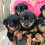 Rottweiler Disi Yavrularımız