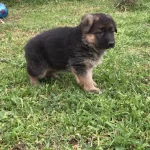 Alman Kurdu Yavrularımız