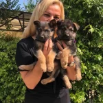 Irk Garantili Muhtesem Alman Coban Kopegi Yavrularımız