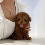 Toy Poodle Red Brown Mini Yavrularımiz