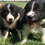 Border Collie Yavrularımız