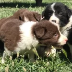 Border Collie Yavrularımız