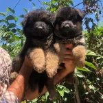 Muhtesem Irk Garantili Alman Coban Yavrularımız