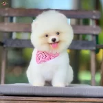 Pomeranian Boo Teddy Bear Ayicik