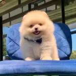 Pomeranian Boo Teddy Bear Yavrularımiz