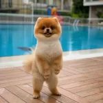 Egitimli Pomeranian Boo