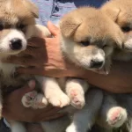 Japon Akita Inu Yavrularımız