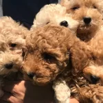 Toy Poodle Yavrularımız