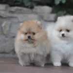 2 Aylik Pomeranian Boo