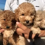 Toy Poodle Yavrularımız