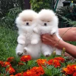 2 Aylik Pomeranian Boo