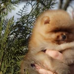 2 Aylik Pomeranian Boo