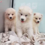 Karbeyaz Samoyed Yavrular Irkının Mukemmeli