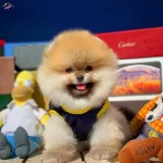 Pomeranian Boo Oglumuz Mango