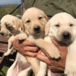 Krem Sampanya Labrador Yavrularımız