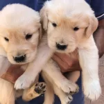 Baby Face Golden Retriever Yavrularımız