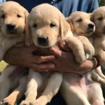 Bebek Yüz Golden Yavrularımız