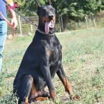 Irk Garantili Doberman Yavrularımiz