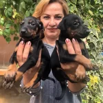 Mukemmel Irk Garantili King Doberman Yavrularımız