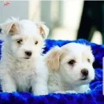 Terrier Yerli Yavrumuz Buyumezler