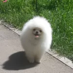 1yas Erkek Secereli Pomeranian