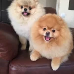 Secereli Pomeranian Boo