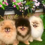 Secereli Pomeranian Boo