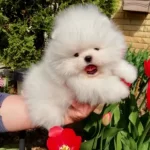 Pomeranian Boo Ayicik Tip Yavrularımız