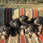 Cok Kaliteli Alman Kurdu Yavruları
