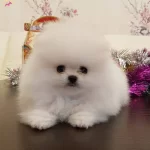 Secereli Pomeranian Boo