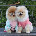 Serceleri Pomeranian Boo