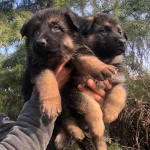 Muhteşem Düşük Bel Alman Çoban Köpeği Yavrularımız