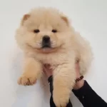 Chow Chow Yavrularımız
