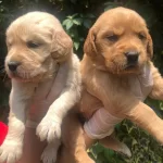 Golden Retri̇eber Yavrular