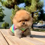 Pomeranian Boo Safkan Secereli Irk Garantili Mini Yavrumuz