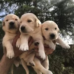 Irk Garantili Mukemmel Golden Yavrularımız