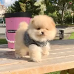 Pomeranian Boo Safkan Ayicik Surat Yavrularımız