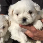 Maltis Terrier Yavrularımız