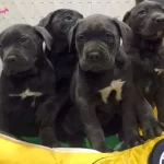 Ust Kalite Cane Corso Yavrularımız