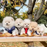 Pomeranian Boo Ayicik Suratlı Yavrularımız