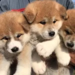 Japon Akita Inu Yavrularımız