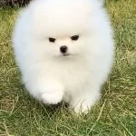 Sercereli Pomeranian Boo
