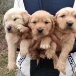 Baby Face Golden Yavrularımız