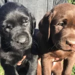 Cikolata Siyah Krem Sampanyayı Labrador Yavrularımız