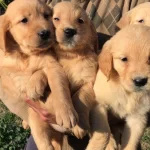 Baby Face Golden Retriever Yavrularımiz dog Academy