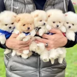 Pomeranian Boo Ayicik Tip Safkan Yavrularımız