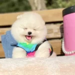 Pomeranian Boo Ayicik Suratlı Boo Tip Yavrularımız