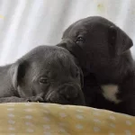 Dev Italyan Mastif Yavrularımız