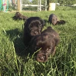 Cane Corso Mukemmel Kalite Yavrular