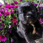 Dev Baba Dan Ust Kalite Corso Yavrularımız